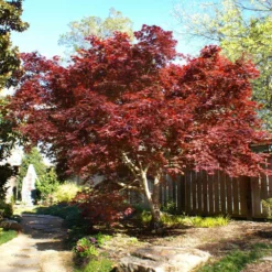 Fast Growing Trees Bloodgood Japanese Maple