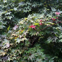 Fast Growing Trees Bloodgood Japanese Maple