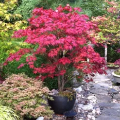 Fast Growing Trees Bloodgood Japanese Maple