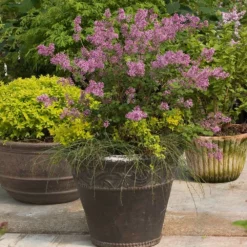 Fast Growing Trees Bloomerang® Lilac Shrub