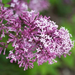 Fast Growing Trees Bloomerang® Lilac Shrub