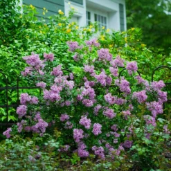 Fast Growing Trees Bloomerang® Lilac Shrub
