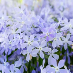 Fast Growing Trees Blue Moon Phlox Plant