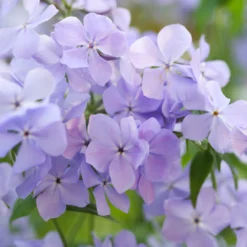 Fast Growing Trees Blue Moon Phlox Plant