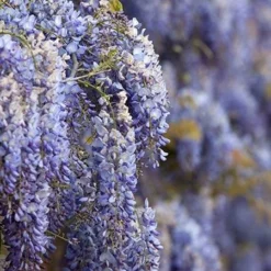 Fast Growing Trees Blue Moon Wisteria Vine