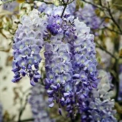Fast Growing Trees Blue Moon Wisteria Vine