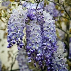Fast Growing Trees Blue Moon Wisteria Vine
