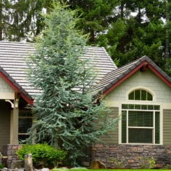 Fast Growing Trees Cedars Blue Atlas Cedar Tree