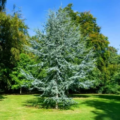 Fast Growing Trees Cedars Blue Atlas Cedar Tree