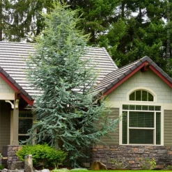 Fast Growing Trees Cedars Blue Atlas Cedar Tree