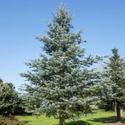 Fast Growing Trees Blue Cloak White Fir Tree