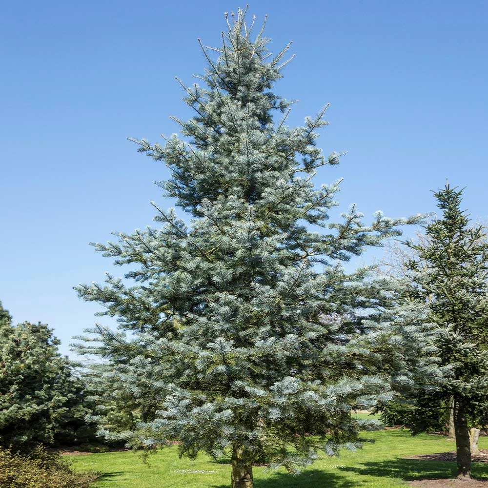 Fast Growing Trees Blue Cloak White Fir Tree 4 Fast Growing Trees Blue Cloak White Fir Tree
