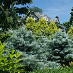 Fast Growing Trees Blue Cloak White Fir Tree 7 Fast Growing Trees Blue Cloak White Fir Tree