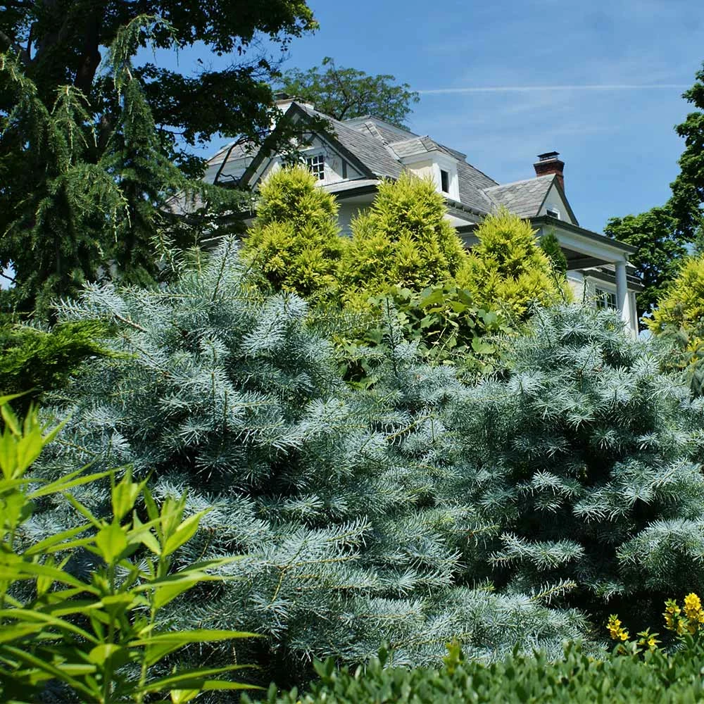 Fast Growing Trees Blue Cloak White Fir Tree 5 Fast Growing Trees Blue Cloak White Fir Tree