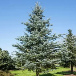Fast Growing Trees Blue Cloak White Fir Tree