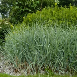 Fast Growing Trees Blue Dune Lyme Grass Ornamental Grasses