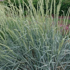 Fast Growing Trees Blue Dune Lyme Grass Ornamental Grasses