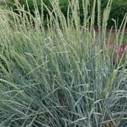 Fast Growing Trees Blue Dune Lyme Grass Ornamental Grasses