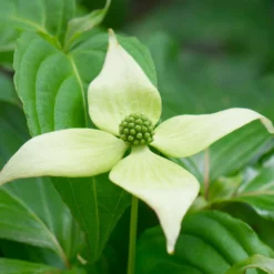 Fast Growing Trees Dogwood Trees Blue Ray Kousa Dogwood