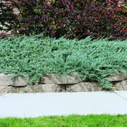 Fast Growing Trees Blue Rug Juniper Juniper Trees