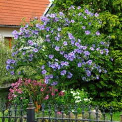 Fast Growing Trees Azurri Blue Satin® Rose Of Sharon Althea Tree Blue Flowers