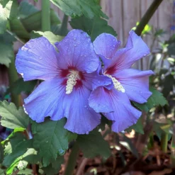 Fast Growing Trees Azurri Blue Satin® Rose Of Sharon Althea Tree Blue Flowers