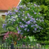 Fast Growing Trees Azurri Blue Satin® Rose Of Sharon Althea Tree Blue Flowers