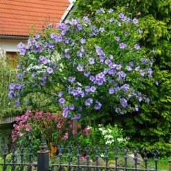 Fast Growing Trees Azurri Blue Satin® Rose Of Sharon Althea Tree Blue Flowers