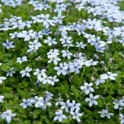 Fast Growing Trees Blue Star Creeper Plants For Wet Areas 9 Fast Growing Trees Blue Star Creeper Plants For Wet Areas