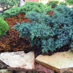 Fast Growing Trees Blue Star Juniper Shrub Juniper Trees