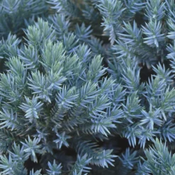 Fast Growing Trees Blue Star Juniper Shrub Juniper Trees