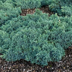 Fast Growing Trees Blue Star Juniper Shrub Juniper Trees