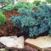 Fast Growing Trees Blue Star Juniper Shrub Juniper Trees