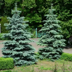 Fast Growing Trees Spruce Trees Blue Wonder Spruce Tree