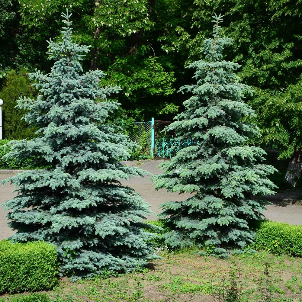 Fast Growing Trees Spruce Trees Blue Wonder Spruce Tree 4 Fast Growing Trees Spruce Trees Blue Wonder Spruce Tree
