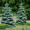 Fast Growing Trees Spruce Trees Blue Wonder Spruce Tree
