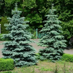 Fast Growing Trees Spruce Trees Blue Wonder Spruce Tree
