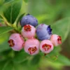 Fast Growing Trees 3-in-1 Blueberry Bush 2 Fast Growing Trees 3-in-1 Blueberry Bush