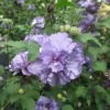 Fast Growing Trees Blueberry Smoothie™ Rose Of Sharon Althea Tree