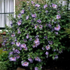 Fast Growing Trees See All Flowering Trees Bluebird Rose Of Sharon Hibiscus Shrub
