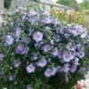 Fast Growing Trees See All Flowering Trees Bluebird Rose Of Sharon Hibiscus Shrub