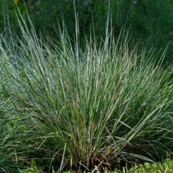 Fast Growing Trees Blues Little Bluestem Grass Ornamental Grasses