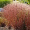 Fast Growing Trees Blues Little Bluestem Grass Ornamental Grasses