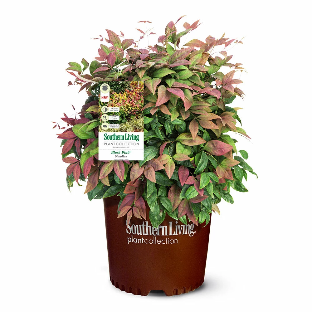 Fast Growing Trees Blush Pink™ Nandina Shrub 7 Fast Growing Trees Blush Pink™ Nandina Shrub