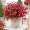 Fast Growing Trees Blush Pink™ Nandina Shrub