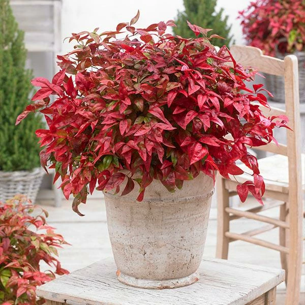 Fast Growing Trees Blush Pink™ Nandina Shrub 3 Fast Growing Trees Blush Pink™ Nandina Shrub