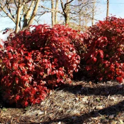 Fast Growing Trees Blush Pink™ Nandina Shrub 12 Fast Growing Trees Blush Pink™ Nandina Shrub