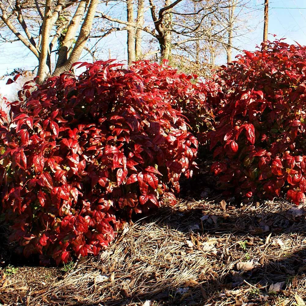 Fast Growing Trees Blush Pink™ Nandina Shrub 6 Fast Growing Trees Blush Pink™ Nandina Shrub