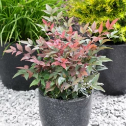 Fast Growing Trees Blush Pink™ Nandina Shrub 11 Fast Growing Trees Blush Pink™ Nandina Shrub