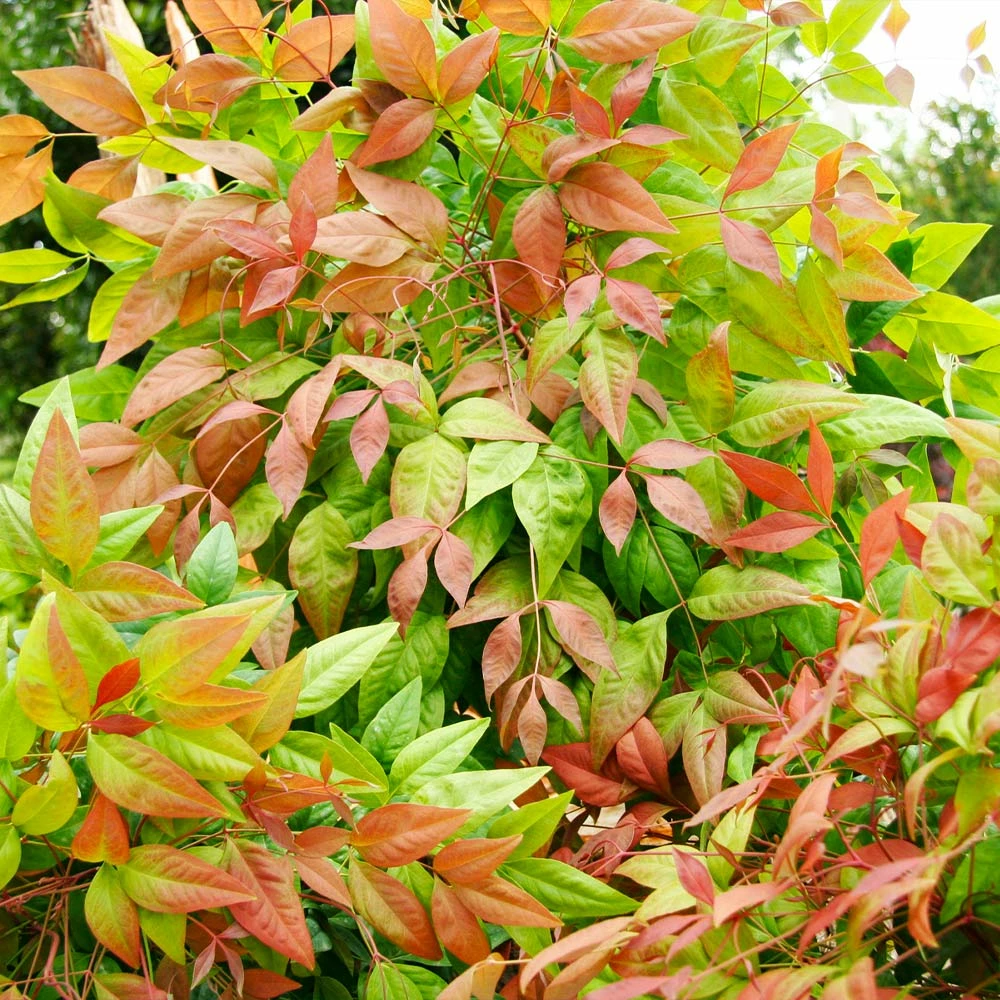 Fast Growing Trees Blush Pink™ Nandina Shrub 8 Fast Growing Trees Blush Pink™ Nandina Shrub